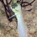 jawfish_yellowhead_bcf_nwp_v_0181_tci2106.jpg